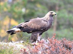 Menno 02 - Steenarend